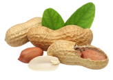 Fıstık