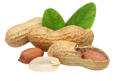 Fıstık